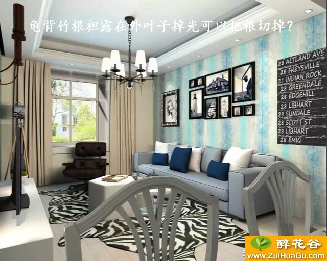 龟背竹根袒露在外叶子掉光可以把根切掉？