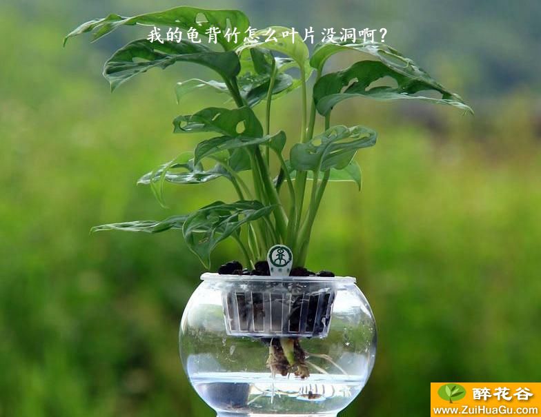 我的龟背竹怎么叶片没洞啊?