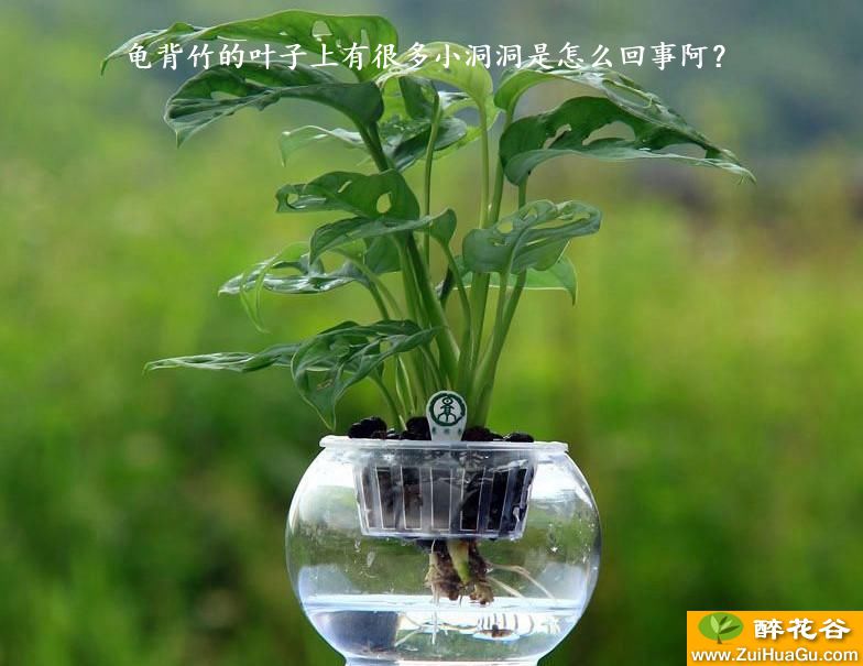 龟背竹的叶子上有很多小洞洞是怎么回事阿?