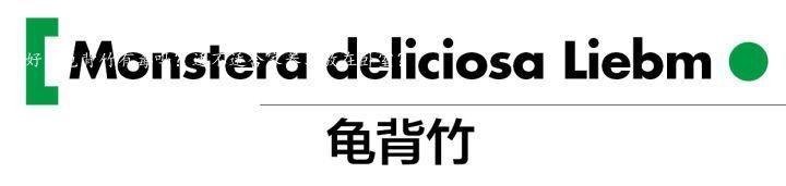 您好！龟背竹有毒吗？适不适合家养、放在卧室？