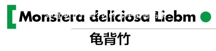 知道龟背竹吗?它的名字由何而来