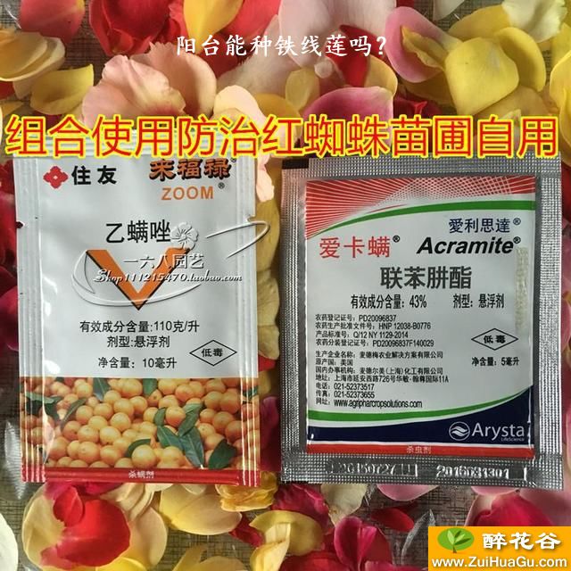 阳台能种铁线莲吗？