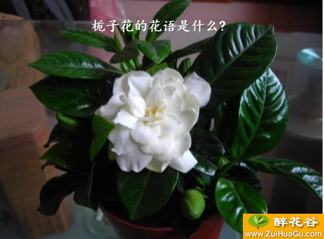 栀子花的花语是什么?