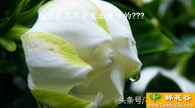 栀子花怎么会发出香味的???