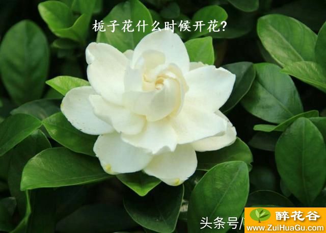 栀子花什么时候开花?