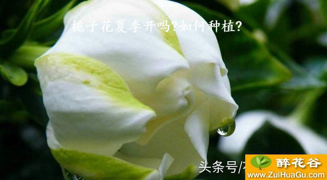 栀子花夏季开吗?如何种植?