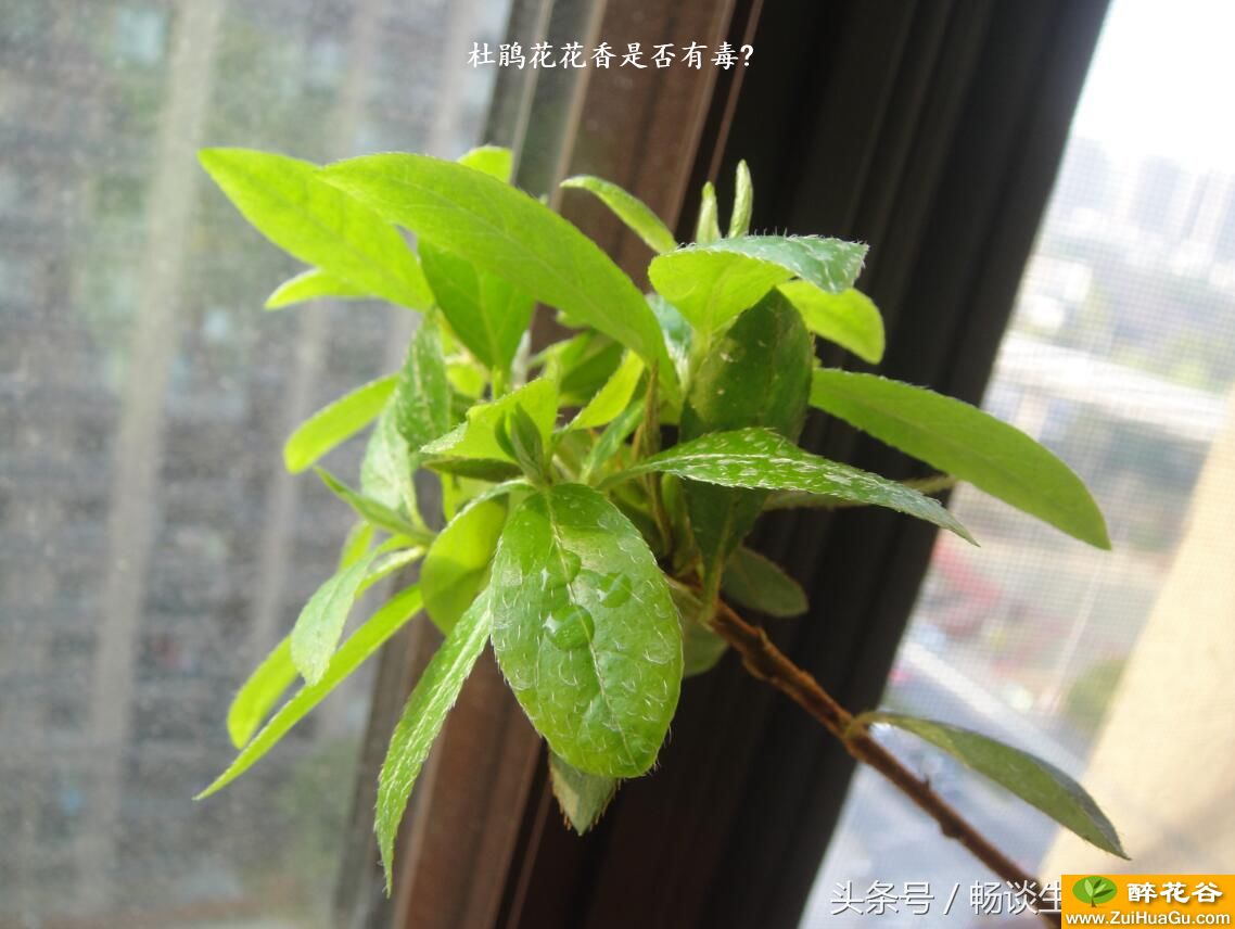 杜鹃花花香是否有毒?