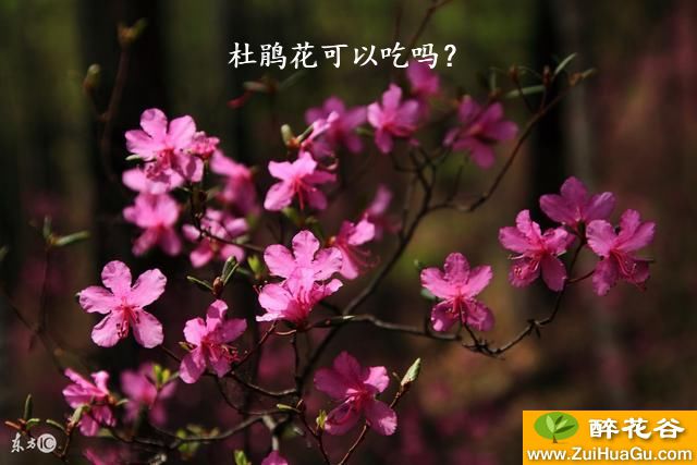 杜鹃花可以吃吗？