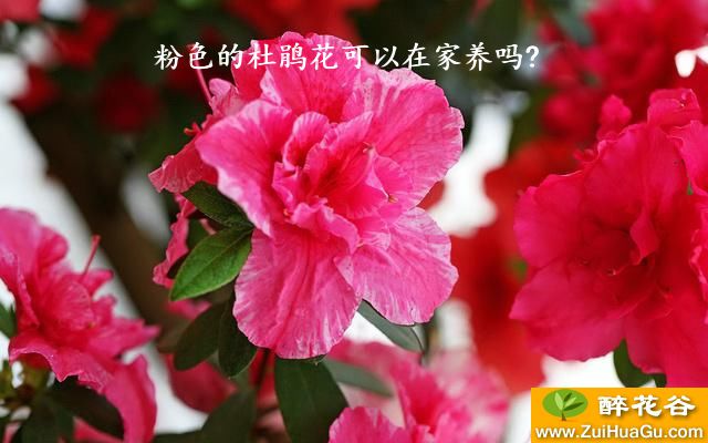 粉色的杜鹃花可以在家养吗?