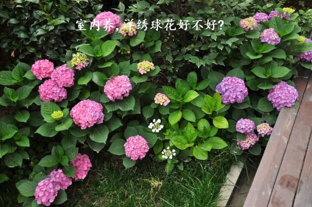 室内养,洋绣球花好不好?