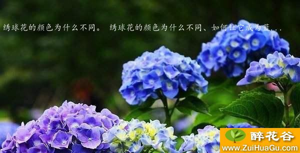 绣球花的颜色为什么不同。 绣球花的颜色为什么不同、如何让它成为蓝...