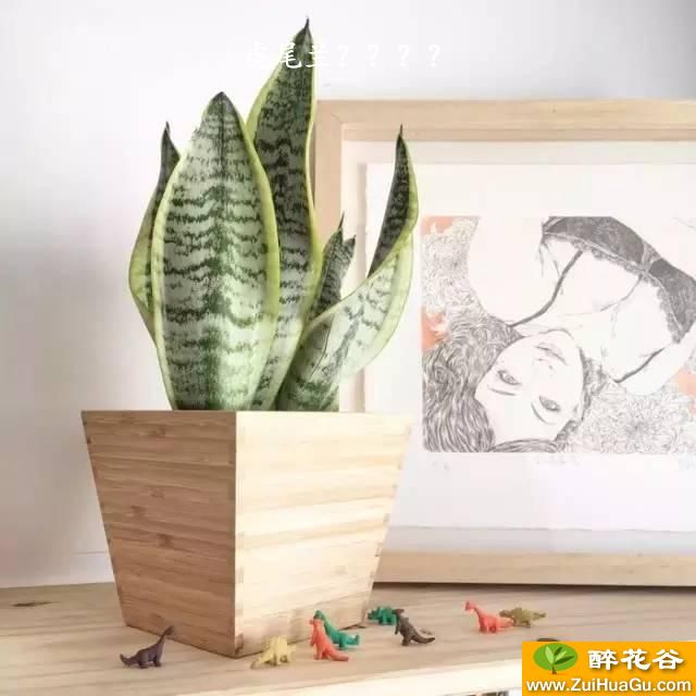 虎尾兰????