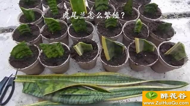 虎尾兰怎么繁殖?