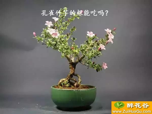 孔雀竹芋的根能吃吗？