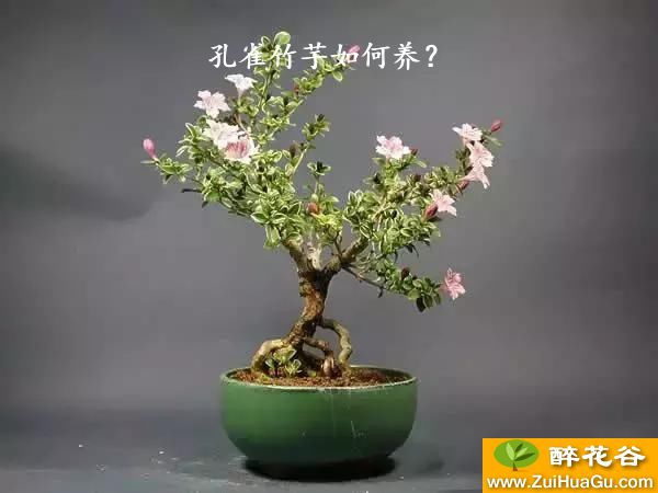 孔雀竹芋如何养？