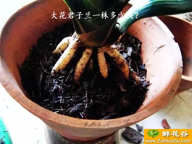 大花君子兰一株多少钱?