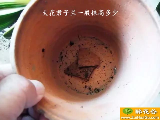 大花君子兰一般株高多少