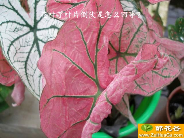 花叶芋叶片倒伏是怎么回事？