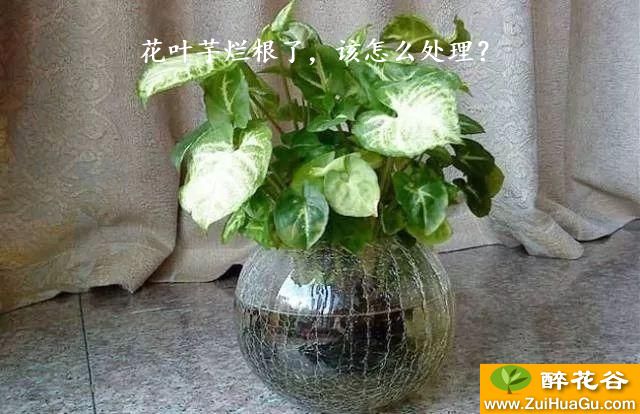 花叶芋烂根了,该怎么处理?