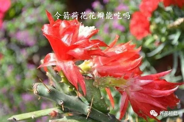 令箭荷花花瓣能吃吗