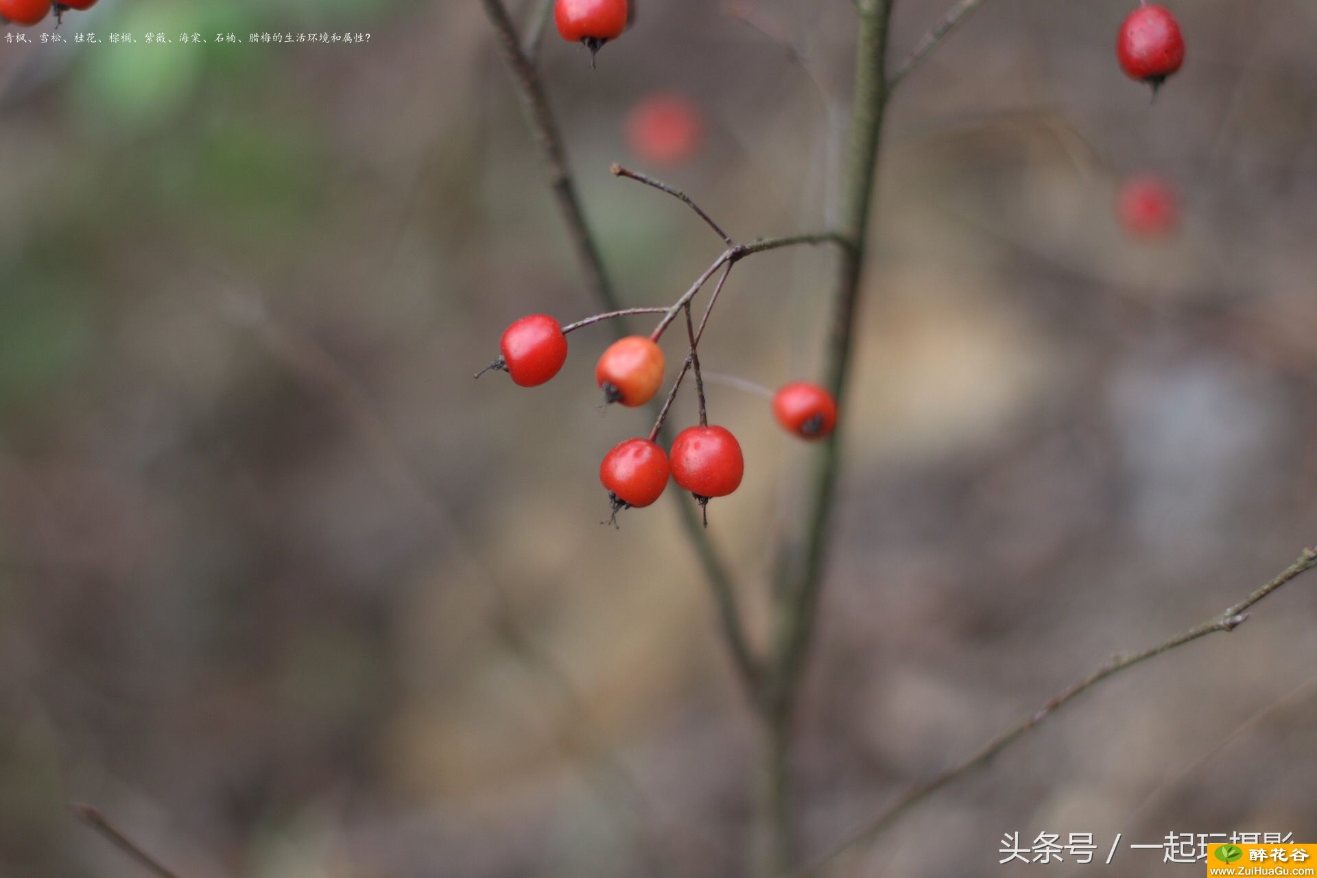 青枫、雪松、桂花、棕榈、紫薇、海棠、石楠、腊梅的生活环境和属性?