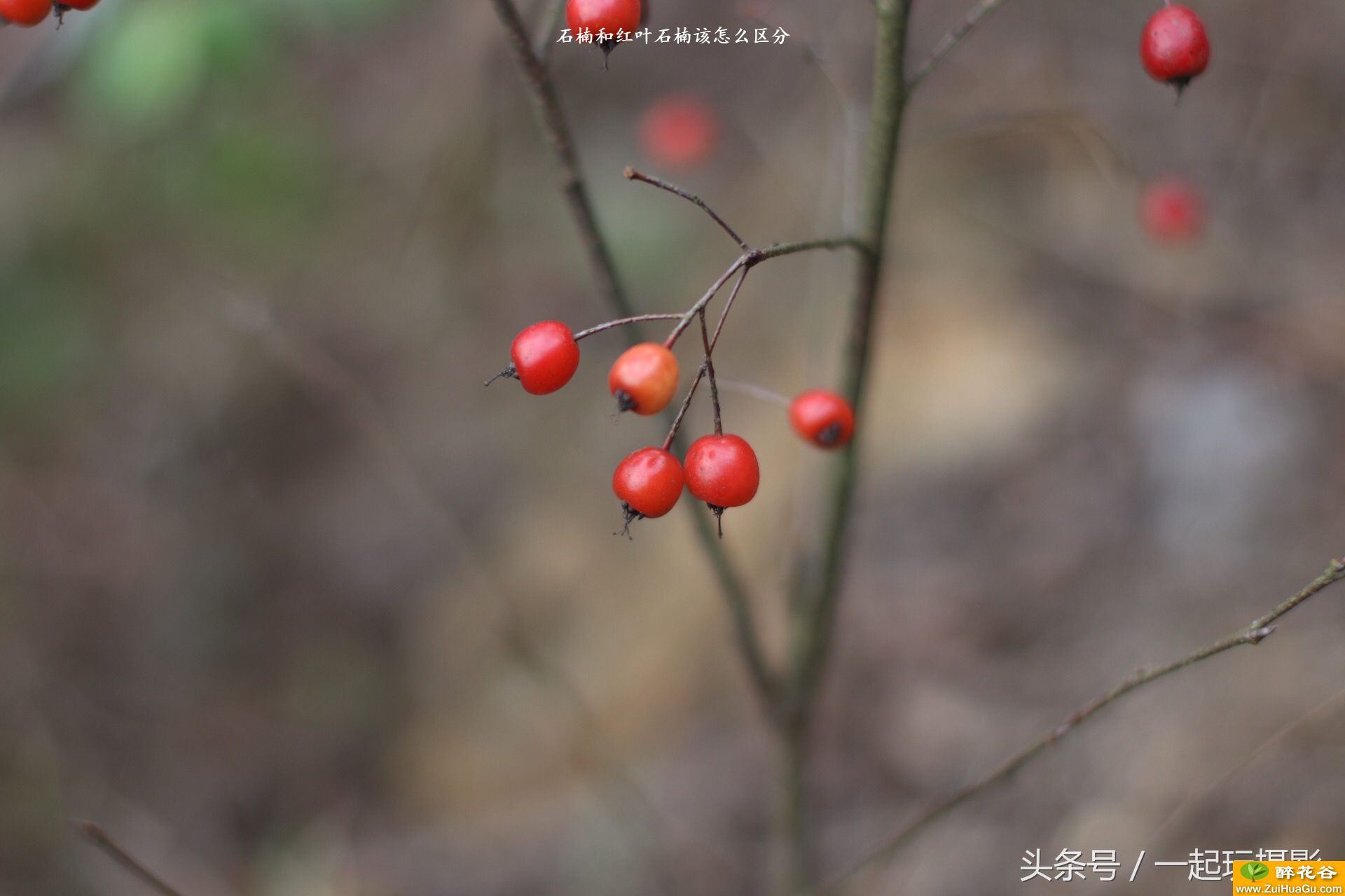 石楠和红叶石楠该怎么区分