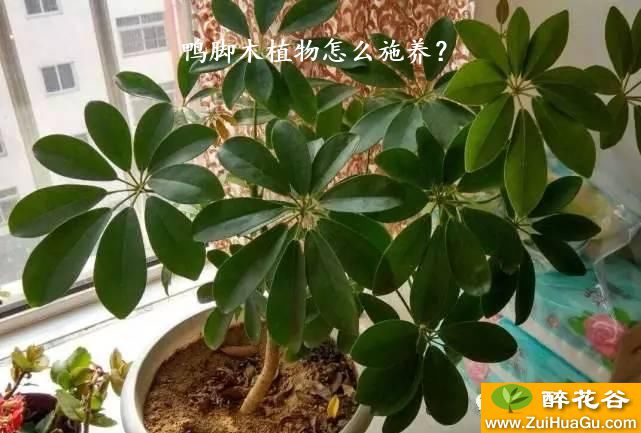 鸭脚木植物怎么施养？