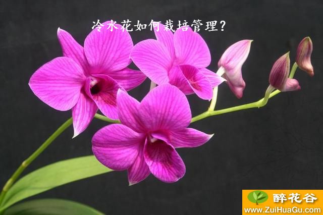 冷水花如何栽培管理？