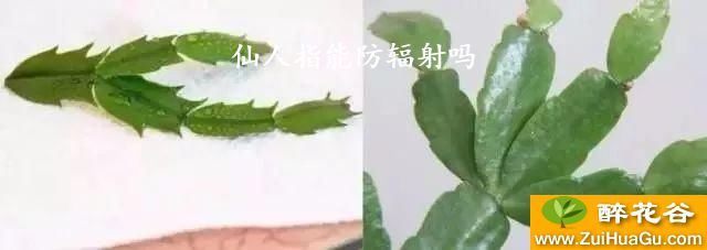 仙人指能防辐射吗