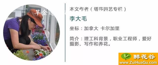 旱金莲开花后叶子变黄怎么办