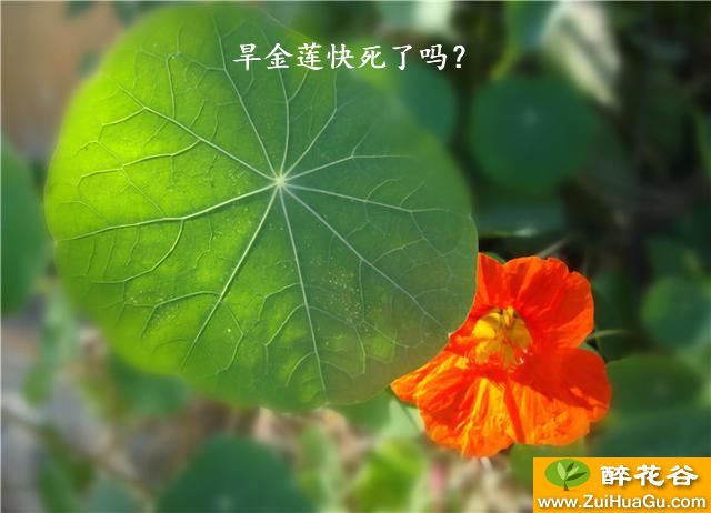 旱金莲快死了吗?