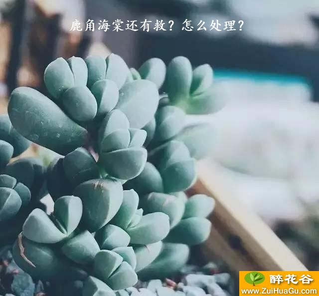 鹿角海棠还有救？怎么处理？