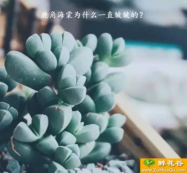 鹿角海棠为什么一直皱皱的？