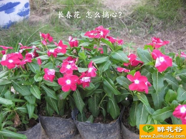 长春花 怎么摘心？