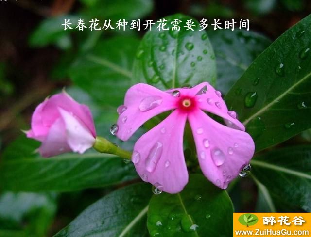 长春花从种到开花需要多长时间