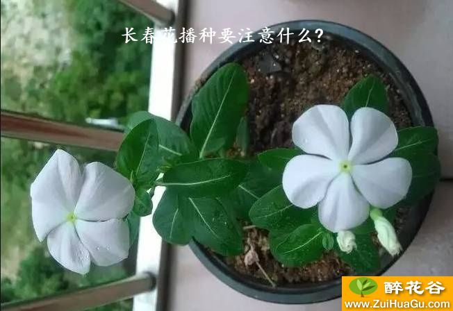 长春花播种要注意什么?