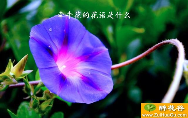 牵牛花的花语是什么