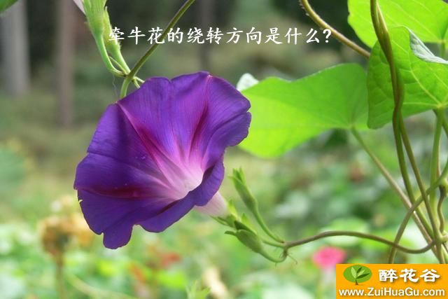 牵牛花的绕转方向是什么?