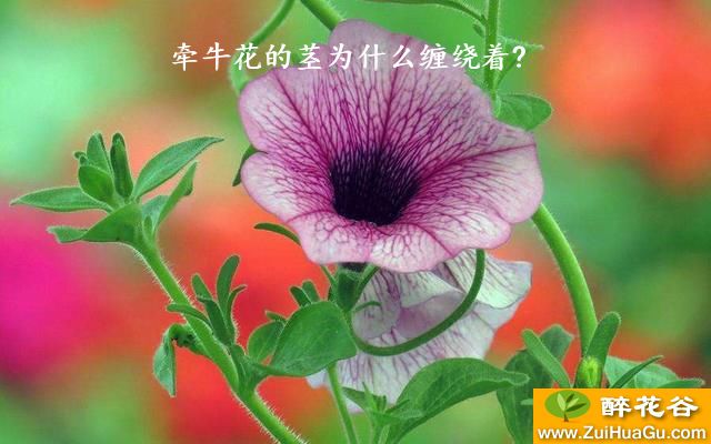 牵牛花的茎为什么缠绕着?