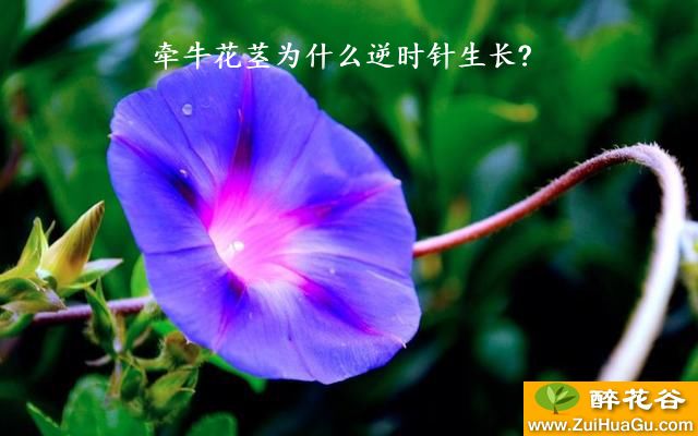 牵牛花茎为什么逆时针生长?