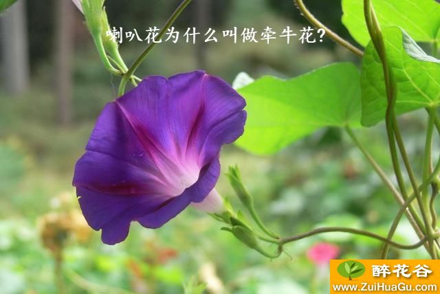 喇叭花为什么叫做牵牛花?