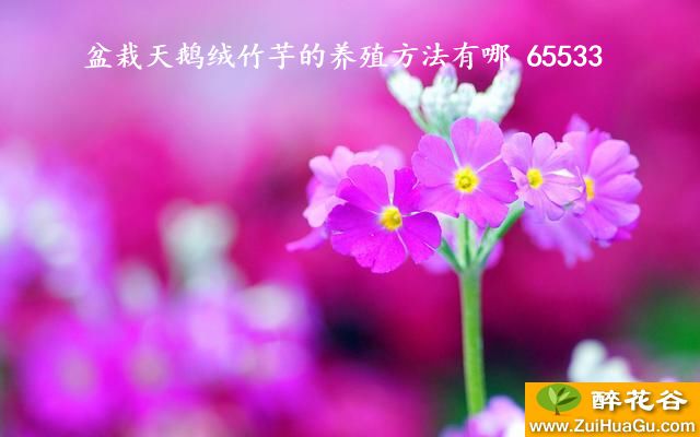盆栽天鹅绒竹芋的养殖方法有哪 65533