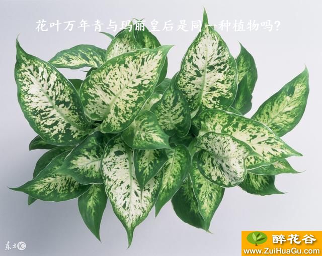 花叶万年青与玛丽皇后是同一种植物吗?