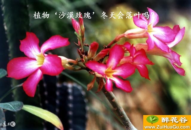 植物‘沙漠玫瑰’冬天会落叶吗？