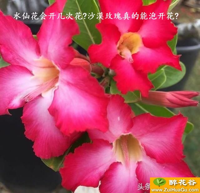 水仙花会开几次花?沙漠玫瑰真的能泡开花?