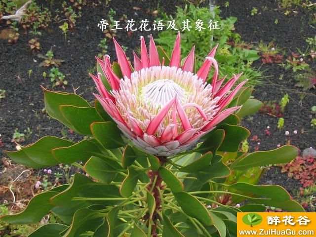 帝王花花语及其象征