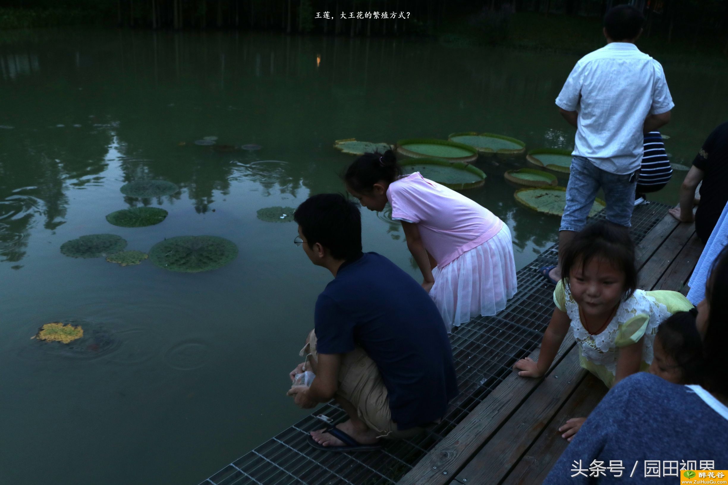 王莲，大王花的繁殖方式？