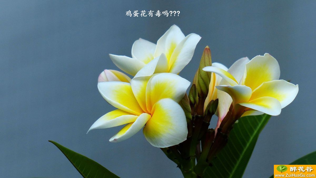 鸡蛋花有毒吗???