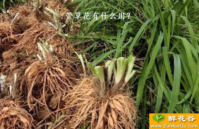 萱草花有什么用？