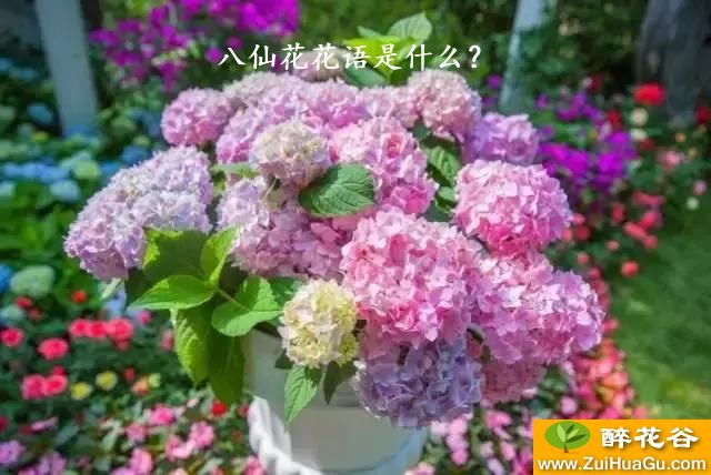 八仙花花语是什么？